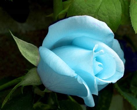 Light Blue Flower Wallpaper - WallpaperSafari