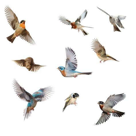 A Group Of Birds Flying Isolate, Nature, Isolated, Flight PNG ...