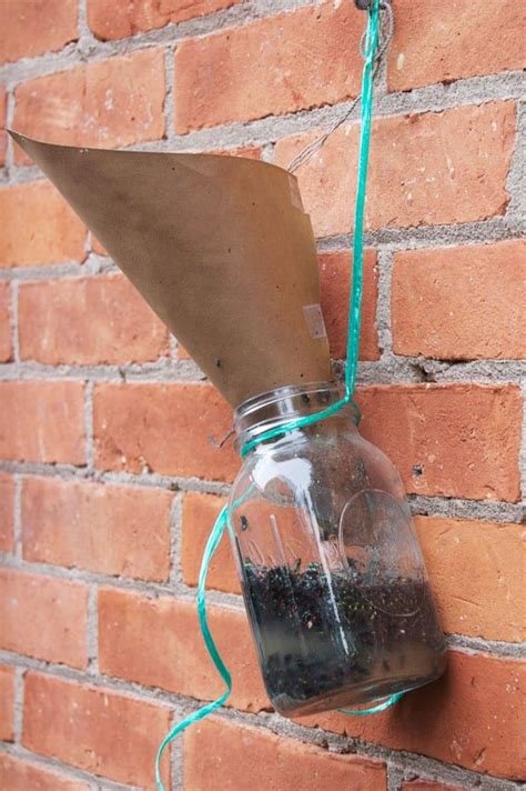 diy fly trap