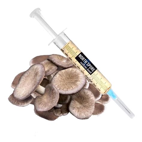 Black King Mushroom Liquid Culture Syringe | North Spore