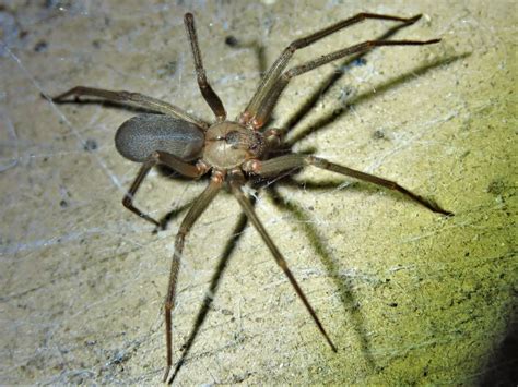 Brown Recluse Spiders Habitat