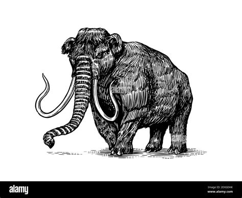 Woolly mammoth drawing hi-res stock photography and images - Alamy