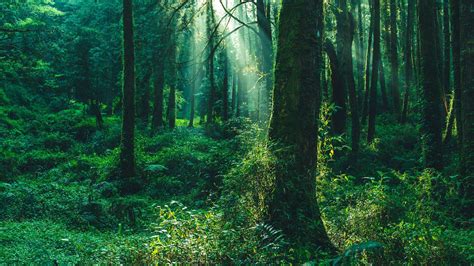 Difference Between Jungle and Forest - AlannailFrederick