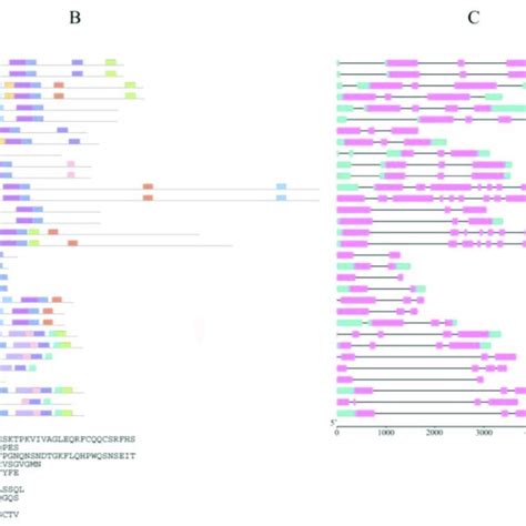 Image result for Conserved Sequence
