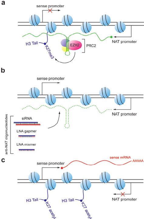 Small Activatingrna 的图像结果