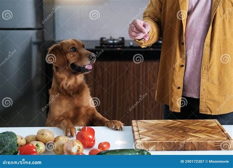 Raw Food for Dogs, Proper Nutrition for Your Pets. a Golden Retriever ...