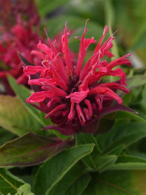 Bee Balm: How to Grow and Care for Monarda | HGTV