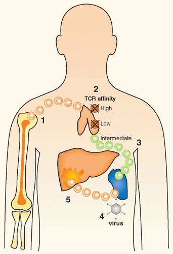 Autoimmunity 的图像结果