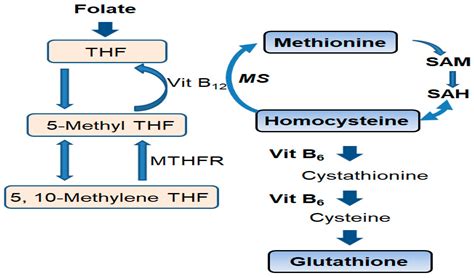 Why Does Folate Mask B12 Deficiency at Michael Siddons blog