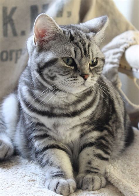 Lovely Silver Tabby http://www.mainecoonguide.com/ | American shorthair ...