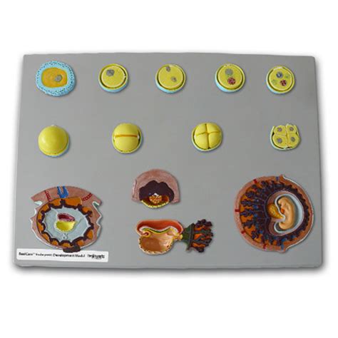 Biological Reproduction Model Kit 的图像结果