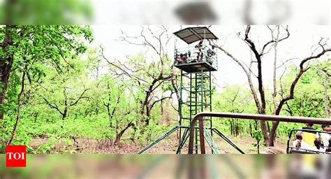 Tiger Charges: Tiger charges, women tendu pluckers scale machan to ...