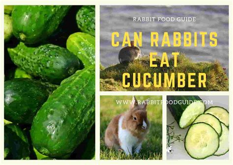 Can Rabbits Eat Cucumbers? Complete Health Guide & Issues