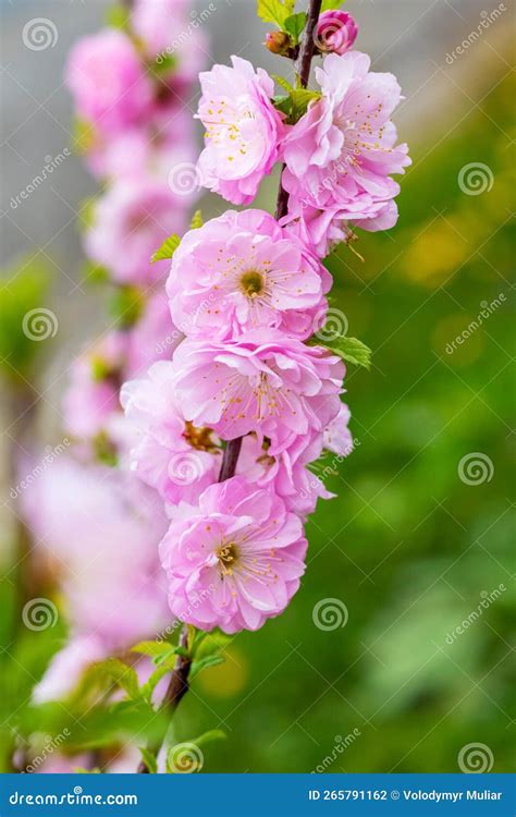 Branch of Sakura with Big Pink Flowers. Cherry Blossoms Stock Photo ...