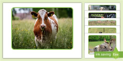 Farm Animal Subitising Photos | Twinkl