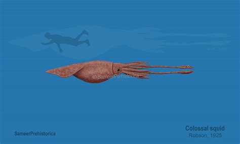 Image result for Octonauts Colossal Squid Size