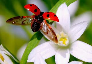 Image result for Ladybug Fire