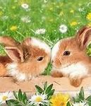 Image result for Hugging Bunnies Drawing