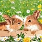 Image result for Baby Bunnies in the Garden