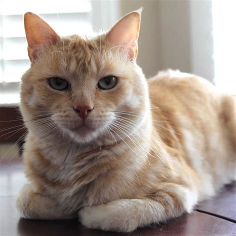 Why Do Cats Loaf? Probably a Good Sign