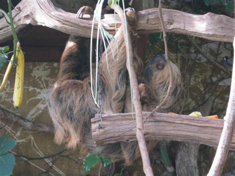 Image result for Linne's Two-Toed Sloth