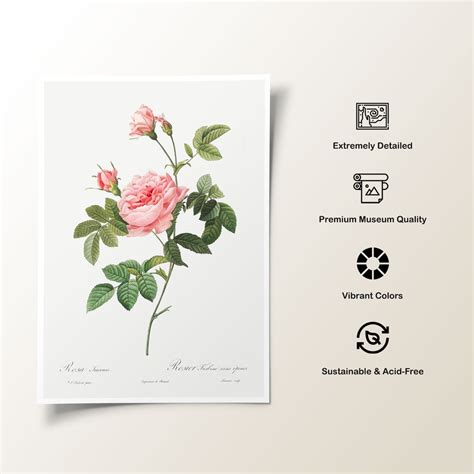 Boursault Rose Painting by Pierre: Buy Flower Paintings & Botanical Art ...