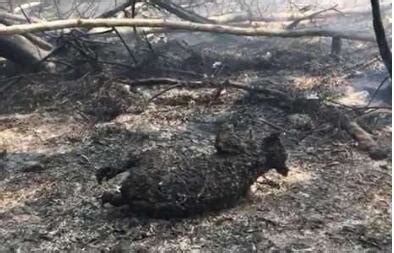 澳洲丛林大火超350只考拉死亡 现场被烧成黑炭死状凄惨_中部纵览