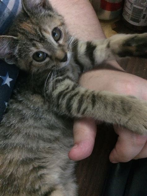 Adoptable Cats | Pineville Animal Shelter