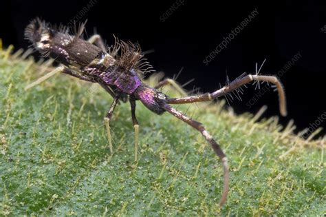 Image result for Purple Spring Tails