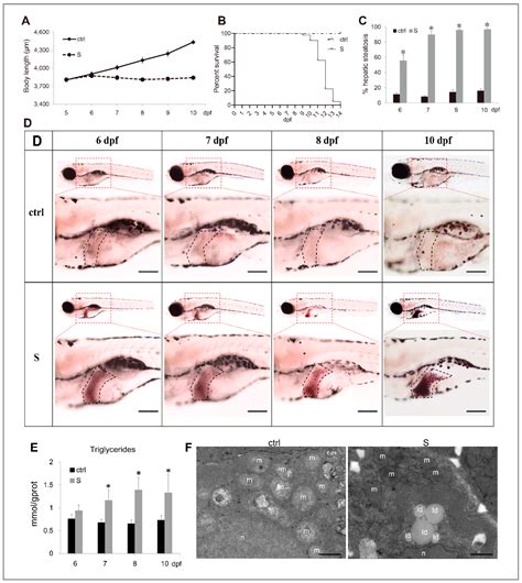 A Model Construction of Starvation Induces Hepatic Steatosis and ...