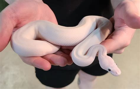 Image result for Female Lesser Ball Python