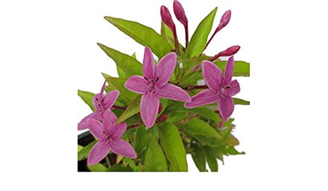 Puspita Nursery Pink Tagar Live Plant Single Pink flower for Daily Wor