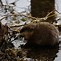 Image result for beaver dams