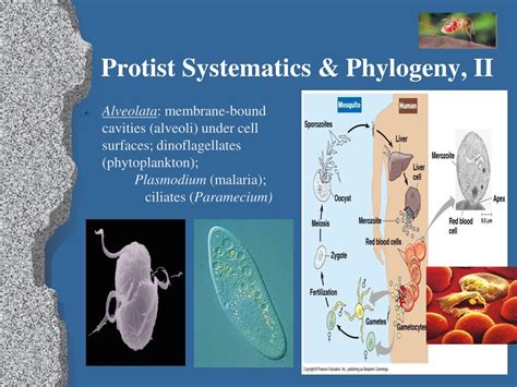 PPT - Exploring Eukaryotic Diversity: From Protists to Endosymbiosis ...