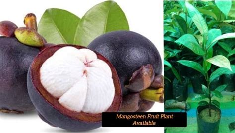 Mangosteen Fruit Plant Manufacturer, Supplier from North 24 Parganas