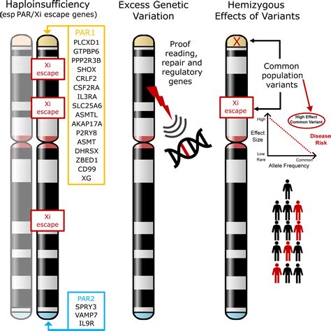 Frontiers | Analysis of genetic variability in Turner syndrome linked ...