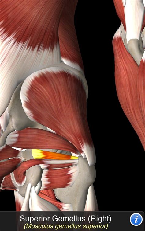 Superior Gemellus nel 2024 | Anatomia muscolare, Anatomia, Muscoli