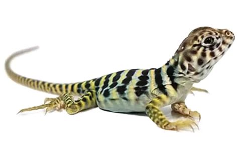 Image result for Eastern Collared Lizard