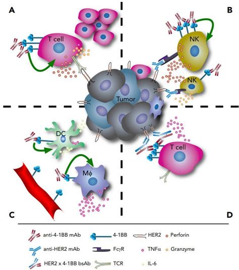4-1BB（CD137）：T细胞共同刺激又一重要靶标_表达