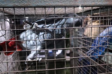 716 birds of 16 species rescued during raid in UP - IBTimes India