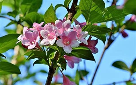 WoFLoo Arabian Jasmine or Chameli/motiya (Bela) or Motia or Mogra ...