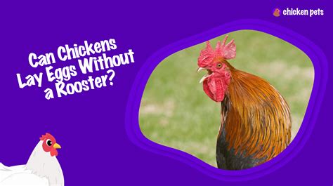 Are All Chickens Female? - Chicken Pets