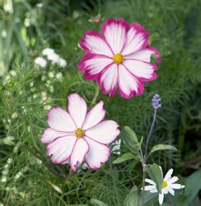 ZIXA 'Candystripe' cosmos Seed Price in India - Buy ZIXA 'Candystripe ...