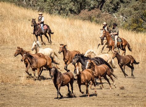 APRIL 2015: Corryong, NSW - The Man from Snowy River | Man from snowy ...