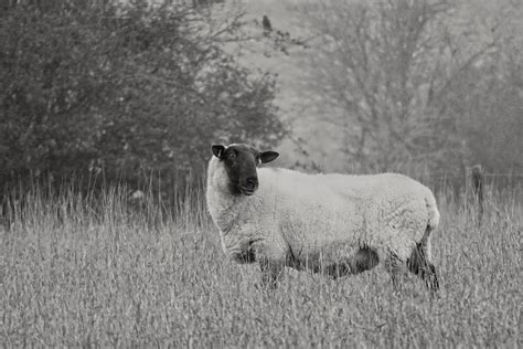 The Ultimate Guide to the Dorper Sheep Breed — J&R Pierce Family Farm
