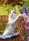Image result for Cute Baby Cat Drawings Fat