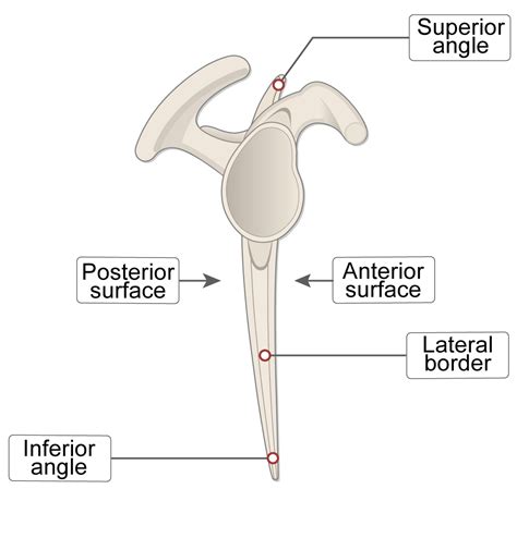 Scapula Bone Anatomy (Lesson) - Human Bio Media