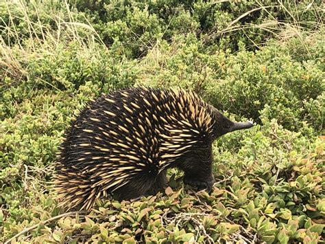 Porcupine Vs Hedgehog Vs Echidna