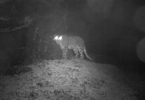 Hidden Camera Trap Spots Endangered Snow Leopard For The First Time In ...