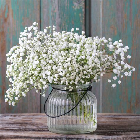 Buy Gypsophila Baby's Breath Online - Easy to Grow Bulbs – Easy To Grow ...